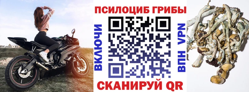 Галлюциногенные грибы MAGIC MUSHROOMS  где купить наркотик  Щёлково 
